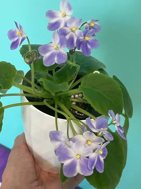 Сортовые фиалки - Коллекционирование в Люберцы