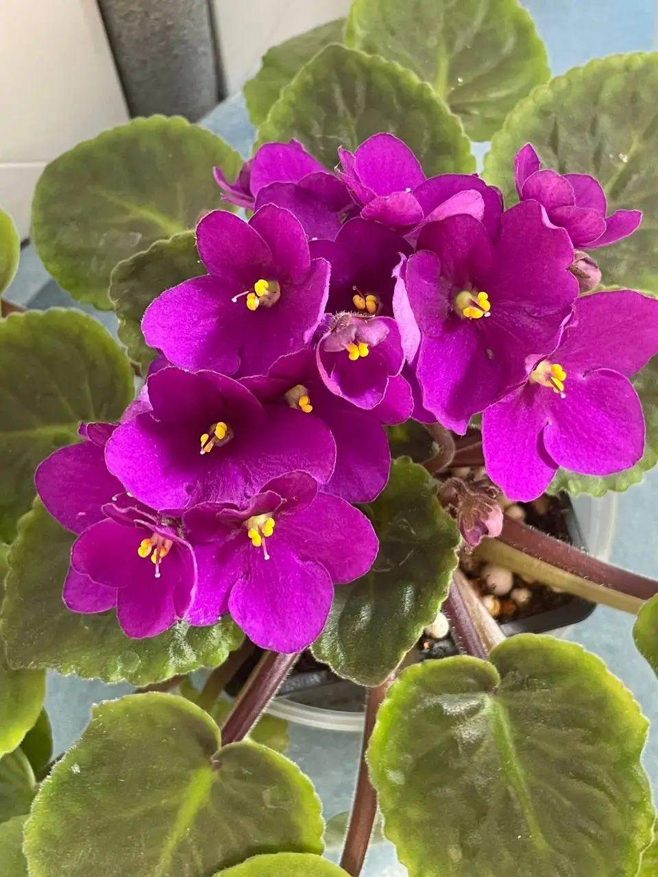 Сортовые фиалки - Растения (Хобби и отдых) в Люберцы