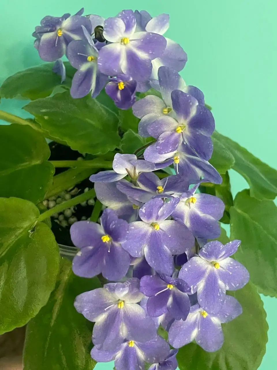 Сортовые фиалки - Растения (Хобби и отдых) в Люберцы