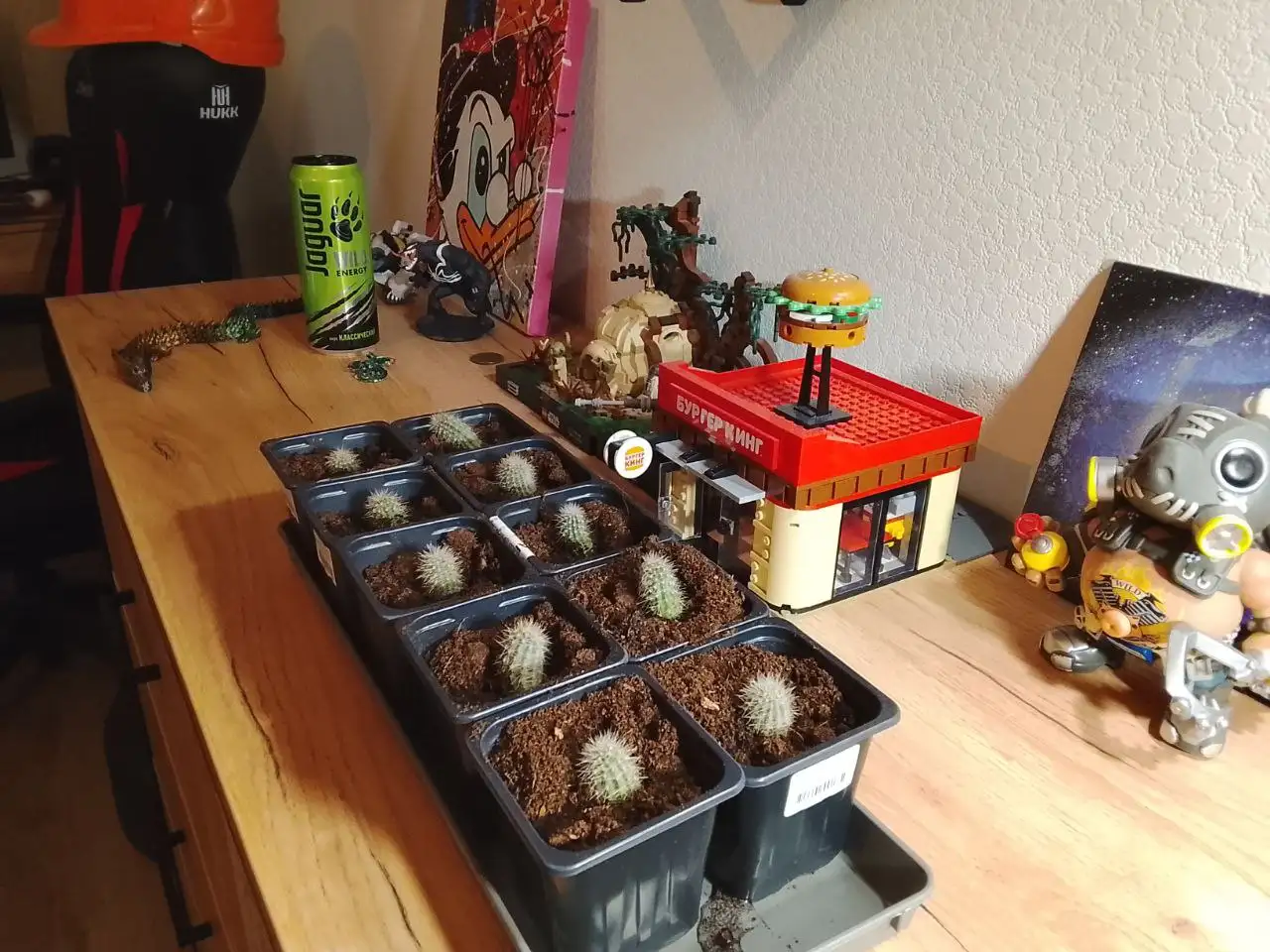 Кактусы для продажи - Растения (Хобби и отдых) в Люберцы