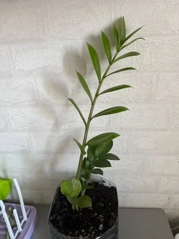 Замиокулькас (долларовое дерево) - Детские велосипеды в Люберцы