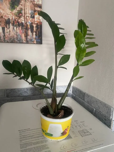 Замиокулькас (женское счастье) выращенный из листочка - Хобби и отдых в Некрасовка, Люберцы