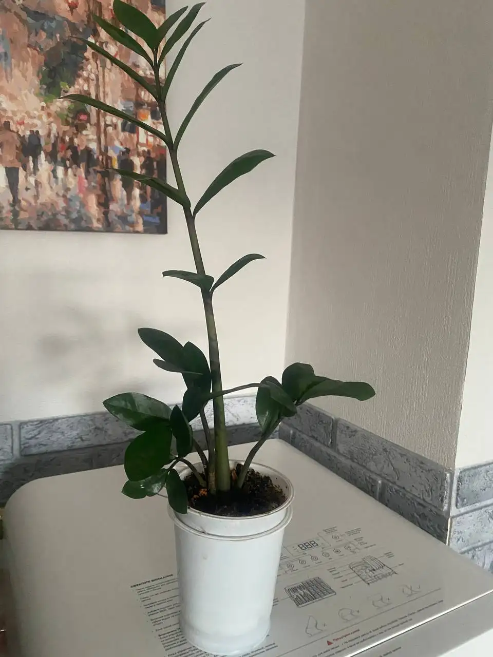 Замиокулькас (женское счастье) выращенный из листочка - Растения (Хобби и отдых) в Некрасовка, Люберцы