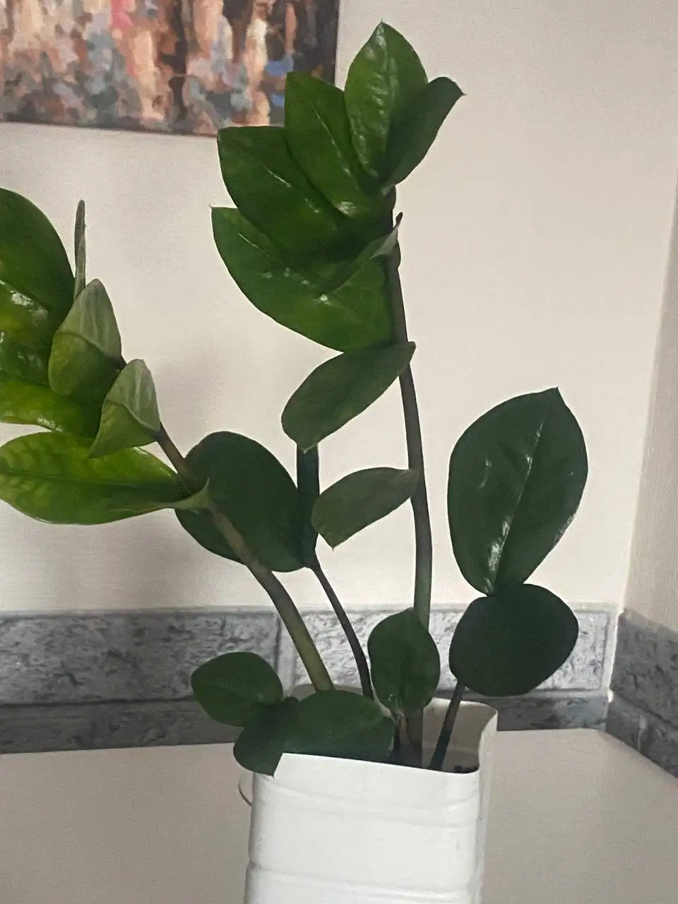 Замиокулькас (женское счастье) выращенный из листочка - Растения (Хобби и отдых) в Некрасовка, Люберцы