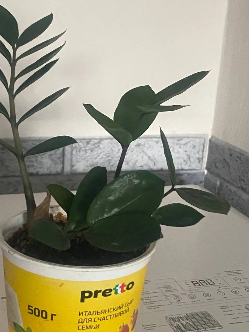 Замиокулькас (женское счастье) выращенный из листочка - Растения (Хобби и отдых) в Некрасовка, Люберцы