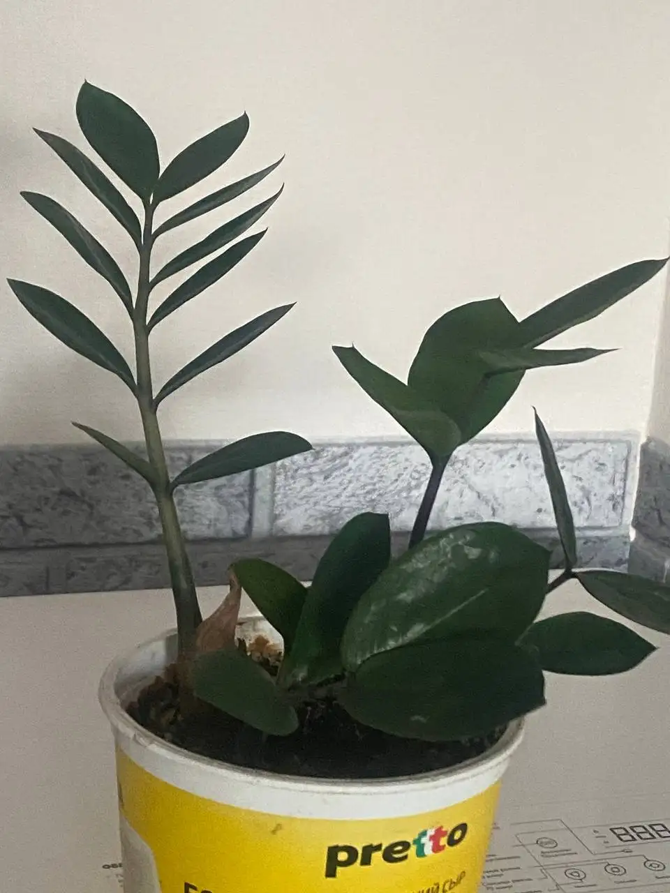 Замиокулькас (женское счастье) выращенный из листочка - Растения (Хобби и отдых) в Некрасовка, Люберцы