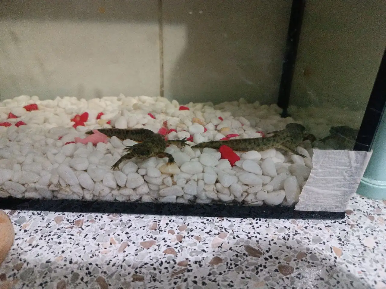 Продажа пары тритонов - Амфибии/Рептилии (Животные) в Люберцы