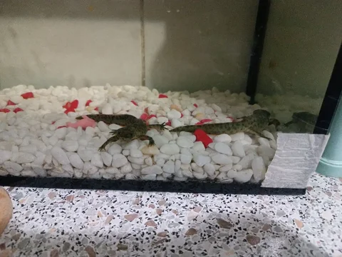 Продажа пары тритонов - Амфибии/Рептилии в Люберцы