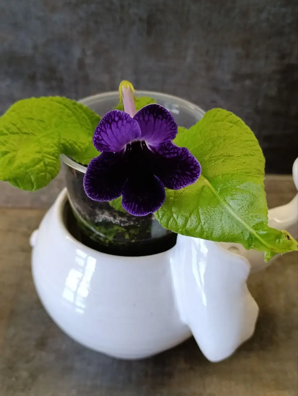 Продам стрептокарпус - Барахолка в Люберцы