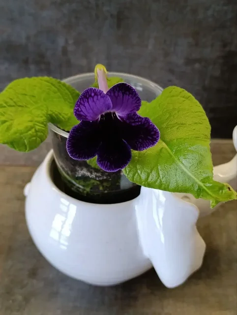 Продам стрептокарпус - Мебель и растения в Люберцы