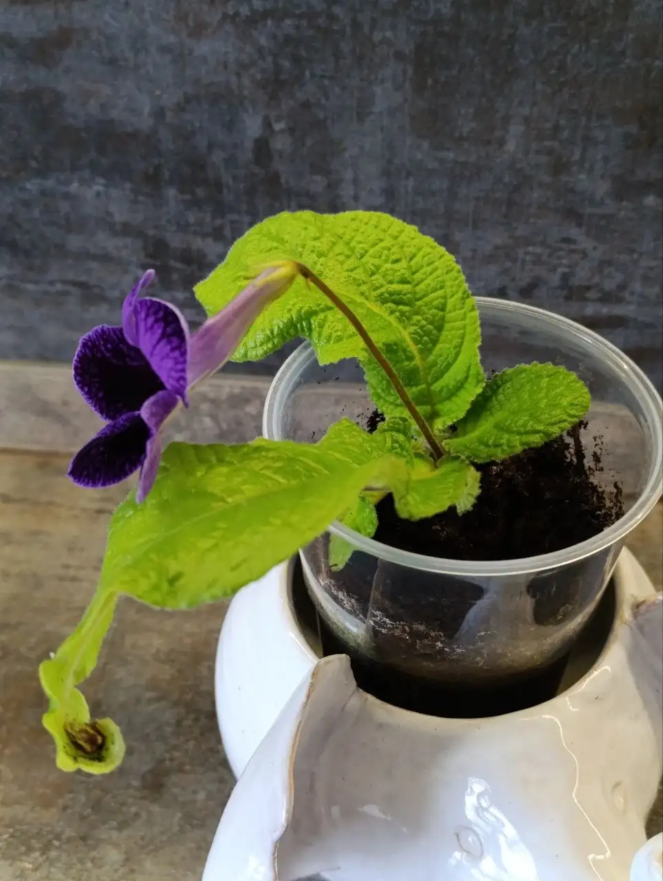 Продам стрептокарпус - Барахолка в Люберцы