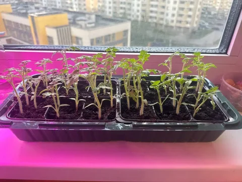 Рассада помидоров черри для подоконника - Украшения в Люберцы