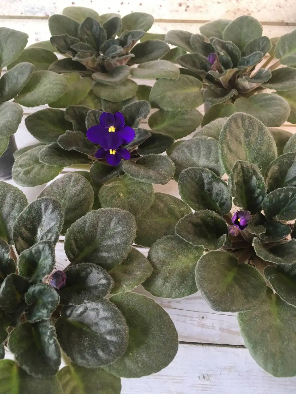 Фиалки сорта City Line - Растения (Хобби и отдых) в Люберцы