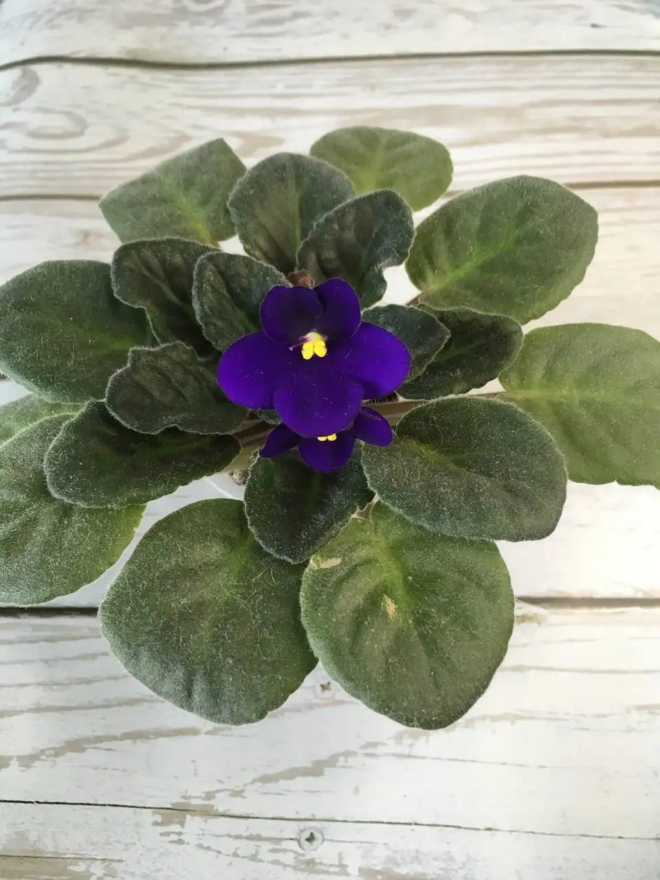 Фиалки сорта City Line - Растения (Хобби и отдых) в Люберцы