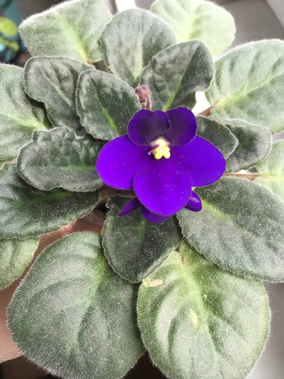 Фиалки сорта City Line - Растения (Хобби и отдых) в Люберцы