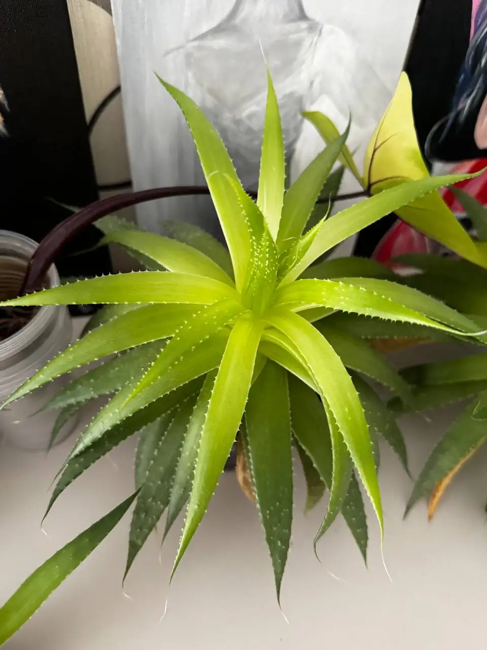 Продажа растений и рассады - Растения (Для дома и дачи) в Москва