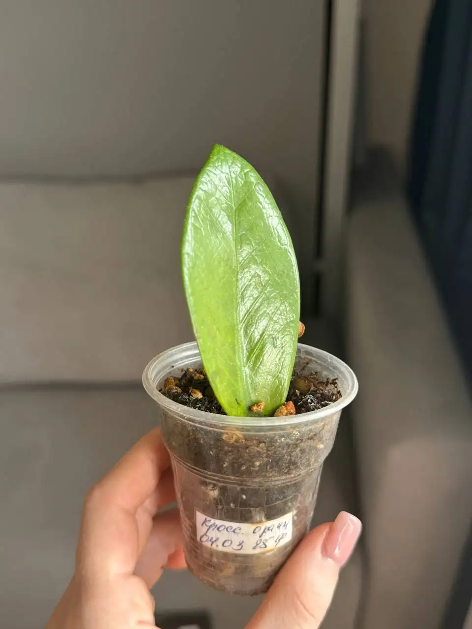 Продажа растений и рассады - Растения (Для дома и дачи) в Москва