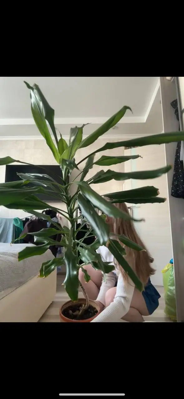 Продажа растений и рассады - Растения (Для дома и дачи) в Москва