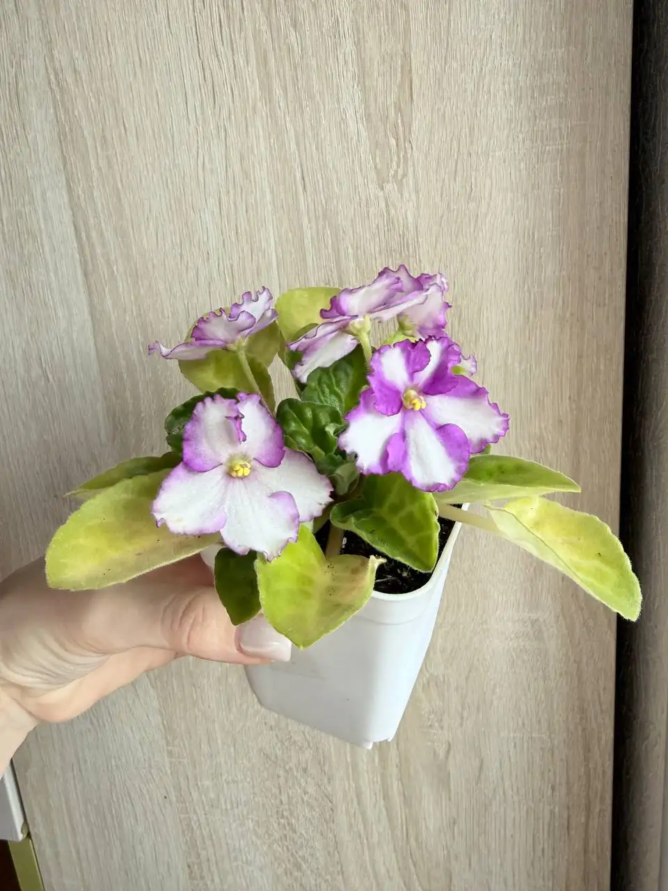 Продам цветущие фиалочки в горшках - Барахолка в Люберцы