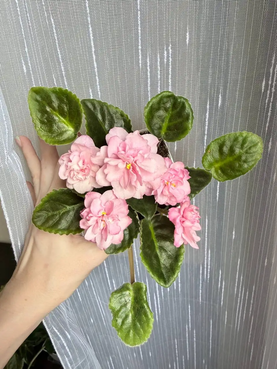 Продам цветущие фиалки - Комнатные растения (Для дома и дачи) в Москва