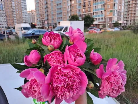 Букет пионов с дачи - Садовая мебель в Люберцы
