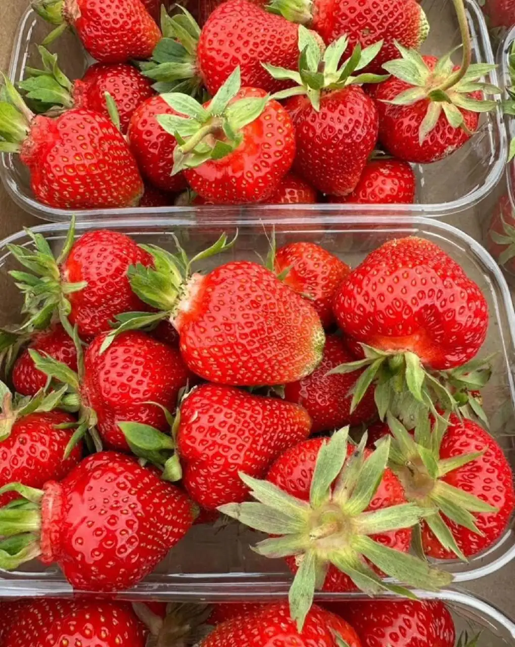 Продам клубнику - Продукты в Самара