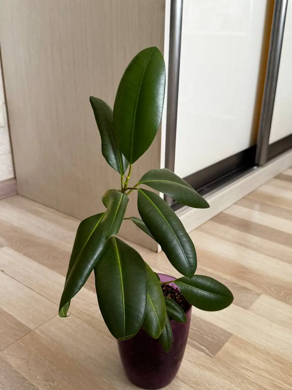 Фикус Эластика в горшке - Растения в Некрасовка