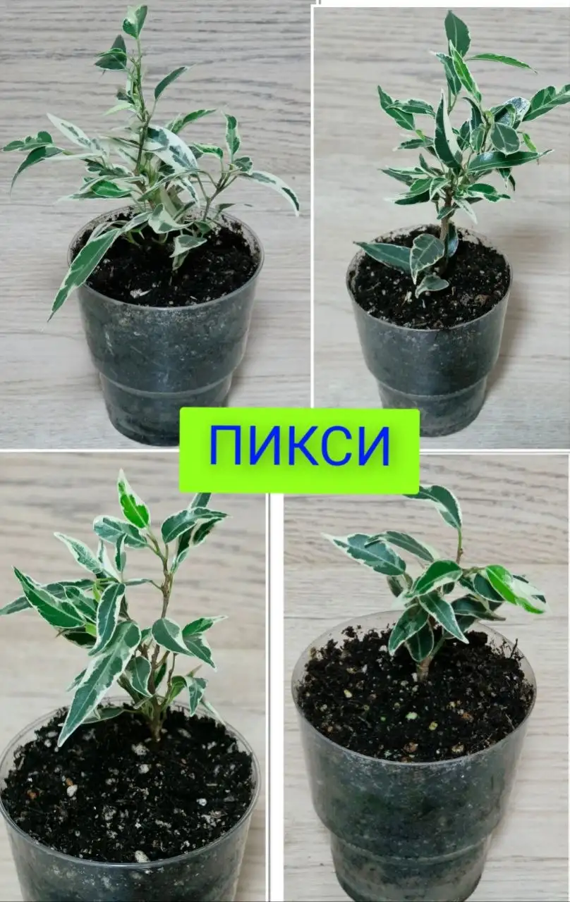 Продам комнатные цветы - фикусы и эпипремнумы - Растения в Некрасовка