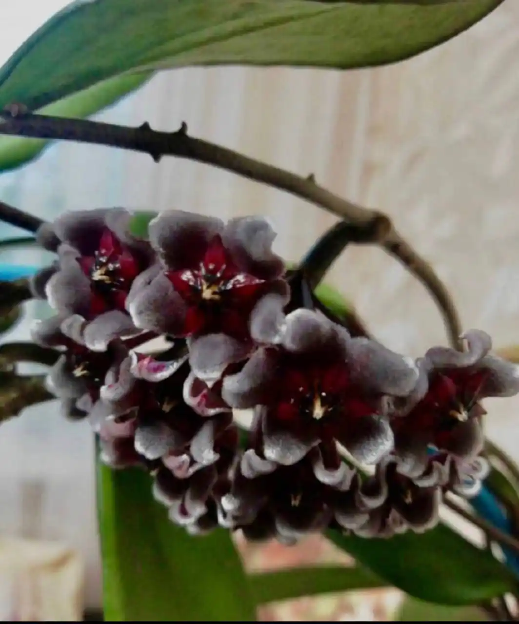 Хойя Pubicalyx Chimera