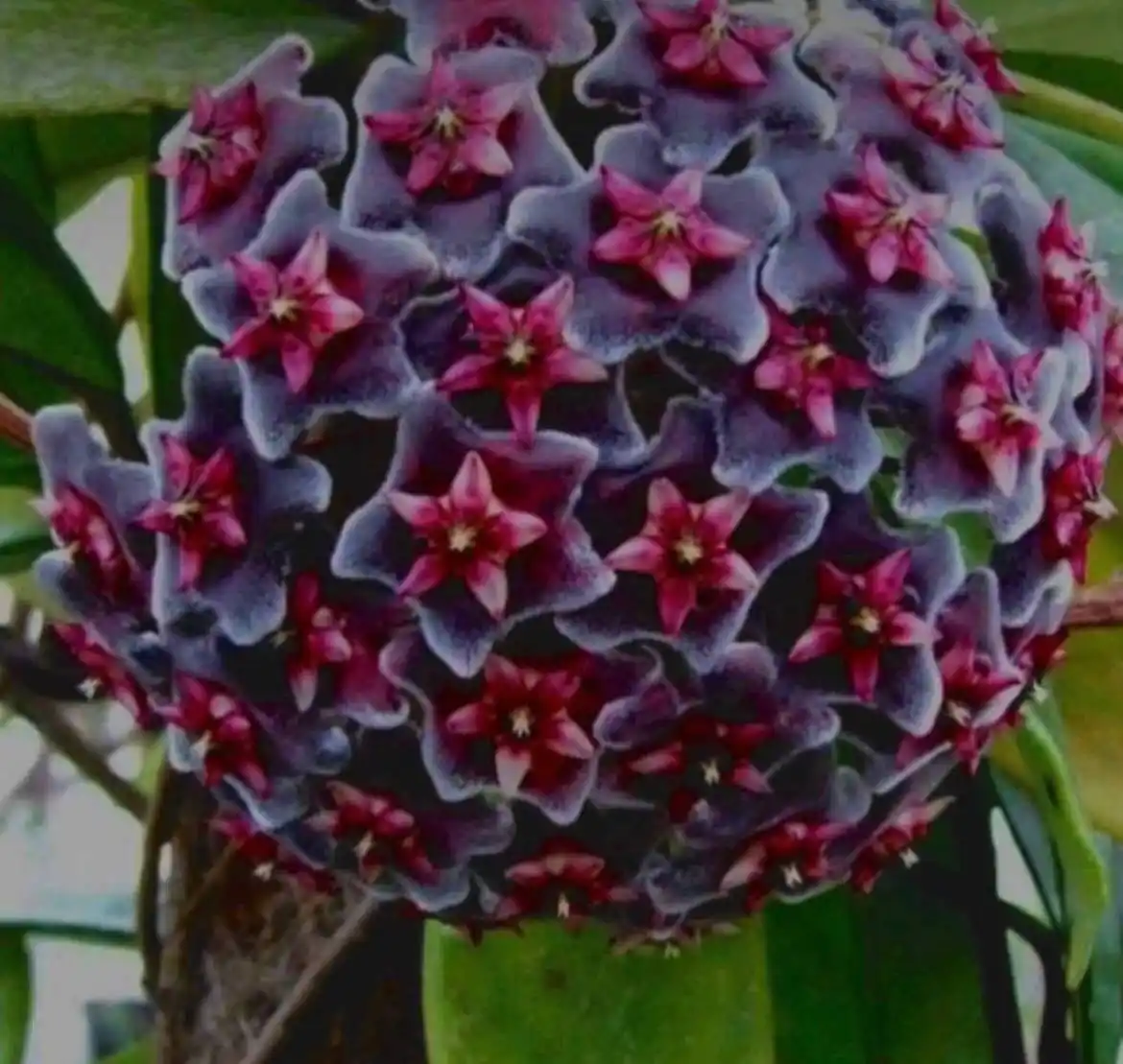 Хойя Pubicalyx Chimera