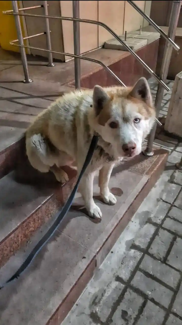 Мальчик хаски в добрые руки - Животные в Барнаул