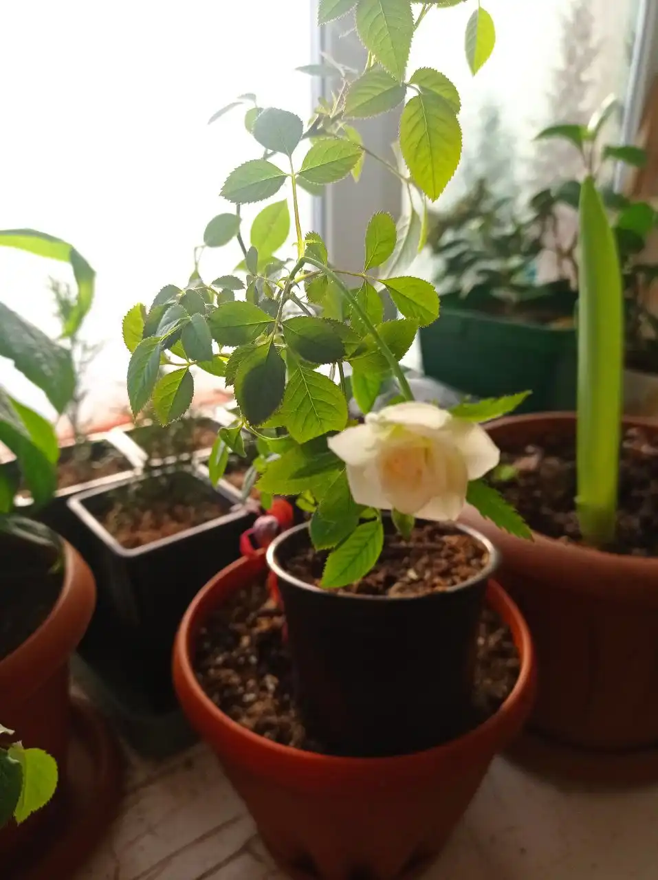 Продам комнатную розу Ваниль