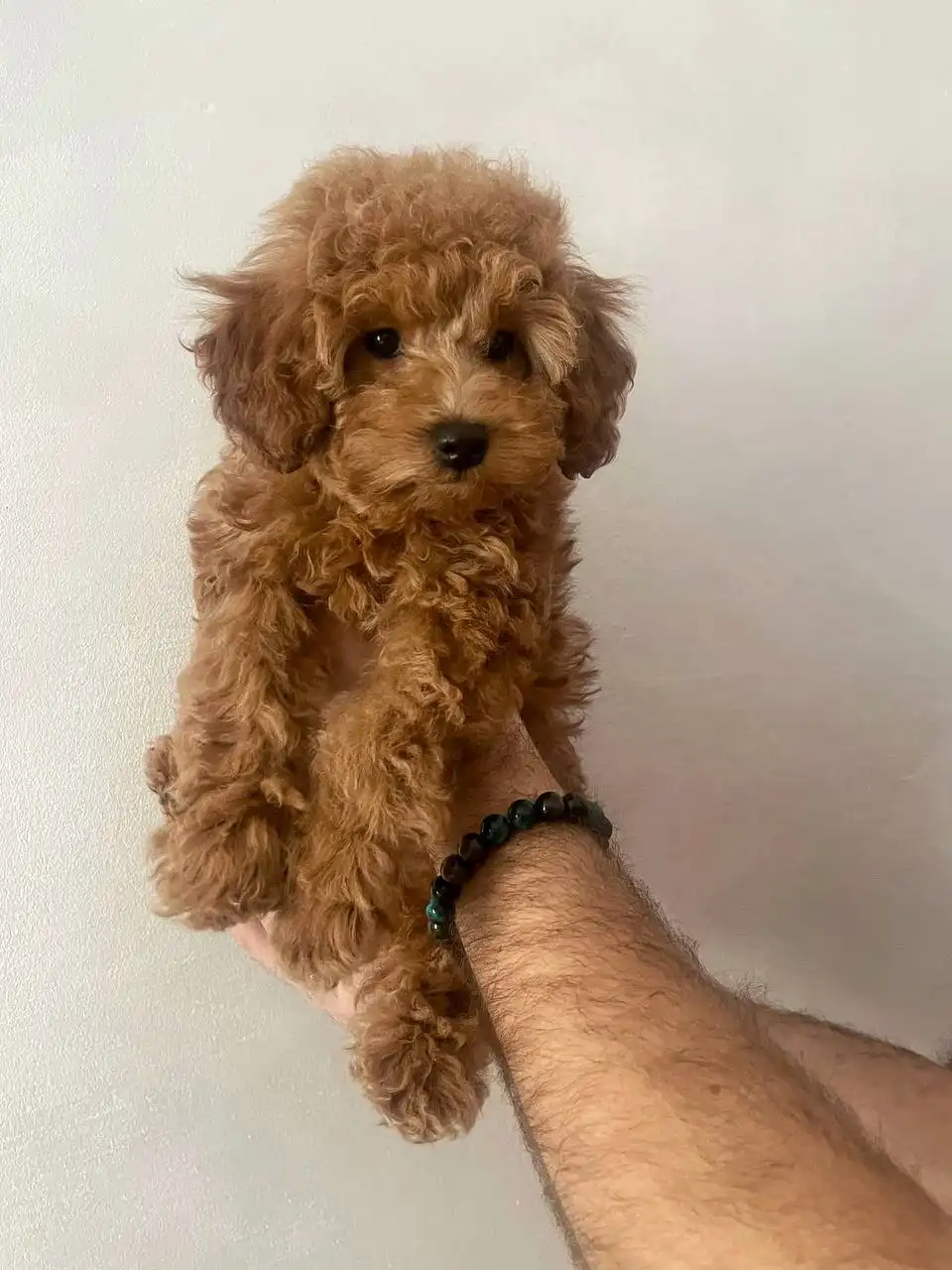 Мальтипу шикарная девчонка