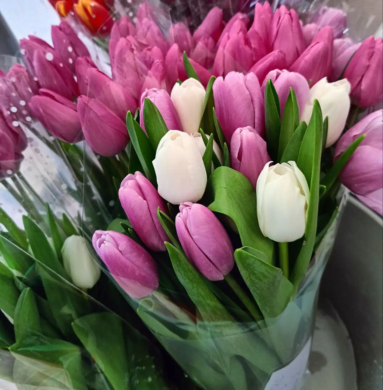Предзаказ тюльпанов к 8 марта в Краснодаре - Цветы (Хобби и отдых) в Краснодар