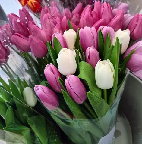 Предзаказ тюльпанов к 8 марта в Краснодаре - Билеты на мероприятия в Краснодар