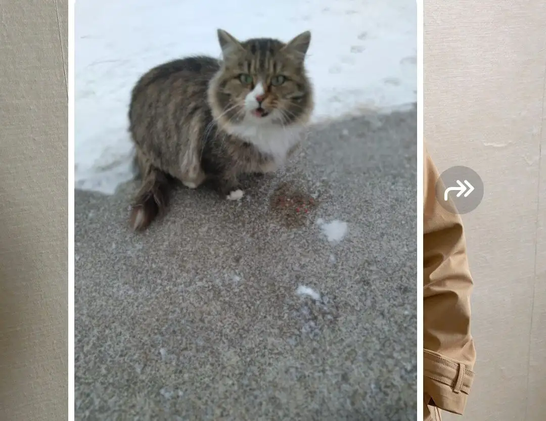 Ищем дом для стерилизованной кошки - Кошки (Животные) в Барнаул