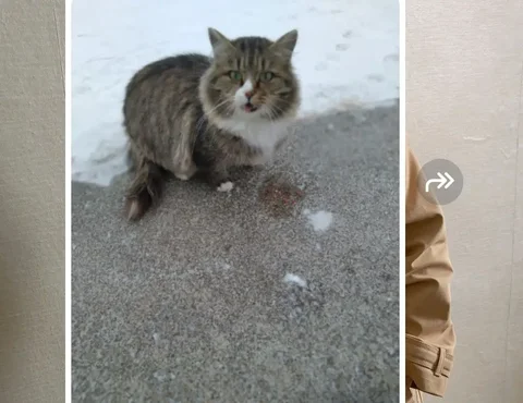 Ищем дом для стерилизованной кошки - Животные в Барнаул