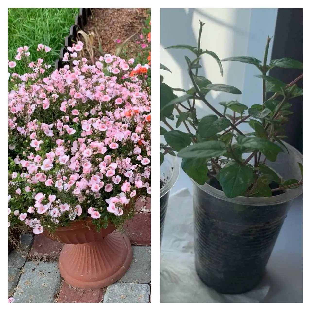 Укорененные черенки диасции «яблоневый цвет» - Растения/Саженцы (Хобби и отдых) в Барнаул