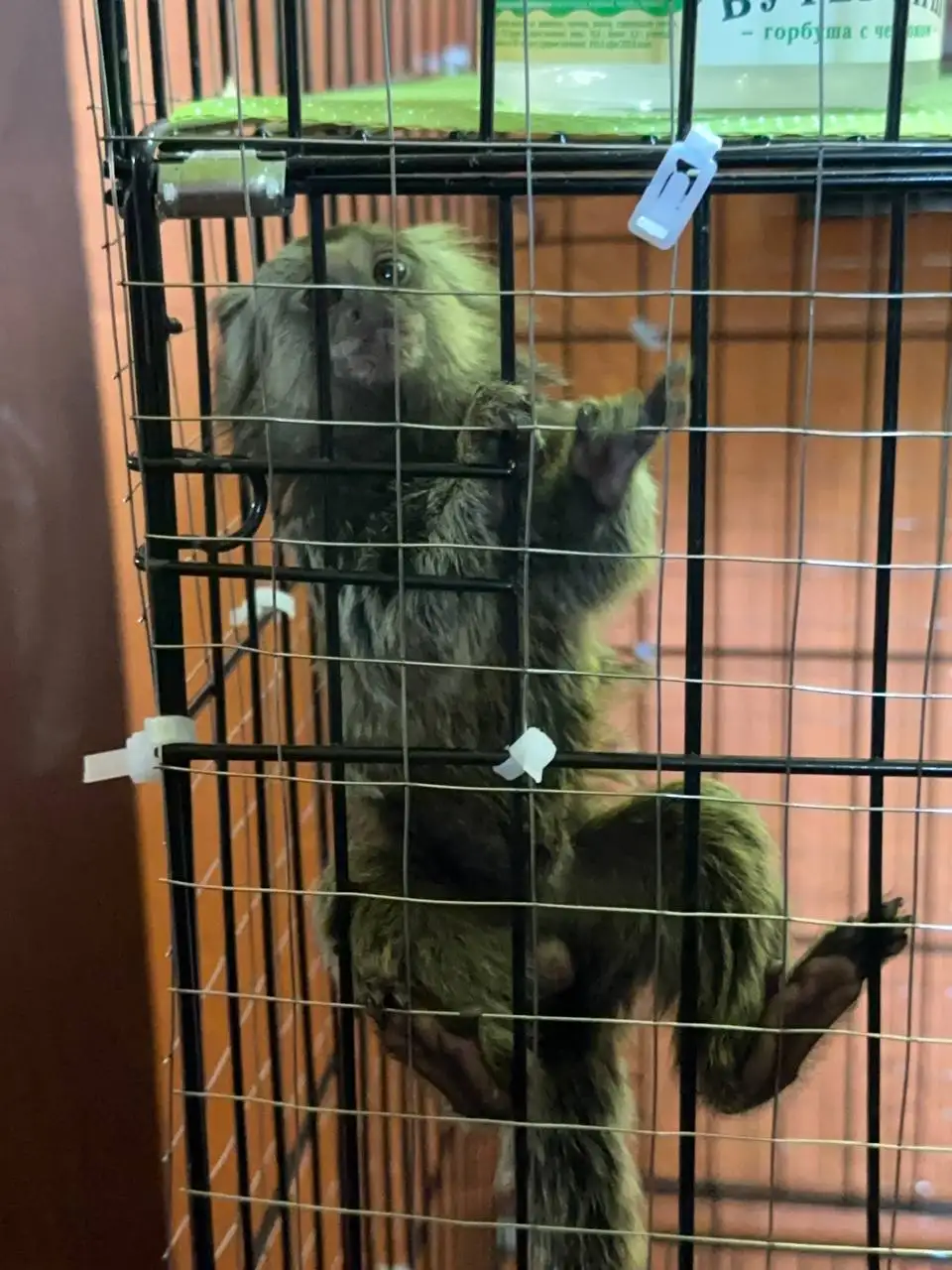 Продажа обезьянки Белоухая игрунка - Экзотические животные (Животные) в Барнаул