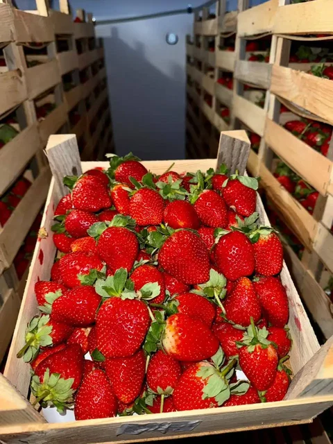 Предзаказ клубники сорта КЛЭРИ из Киргизии - Ручная работа в Барнаул