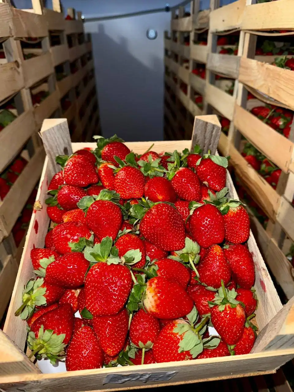 Клубника КЛЭРИ из Киргизии с доставкой в Барнауле - Продукты питания (Барахолка) в Барнаул