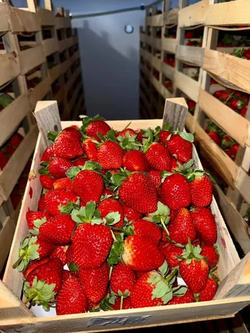 Клубника КЛЭРИ из Киргизии с доставкой в Барнауле - Ручная работа в Барнаул