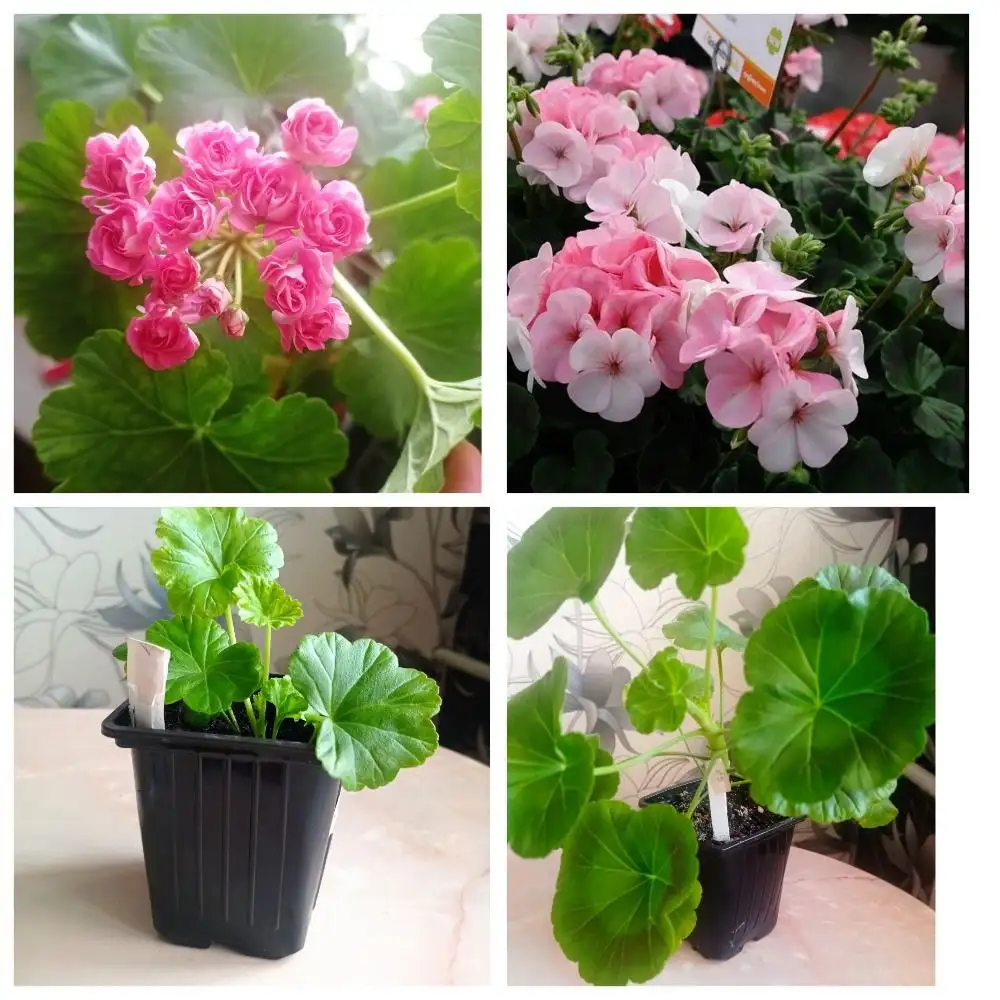 Продажа герани, пеларгонии, плюмерии и адениумов - Растения (Хобби и отдых) в Барнаул