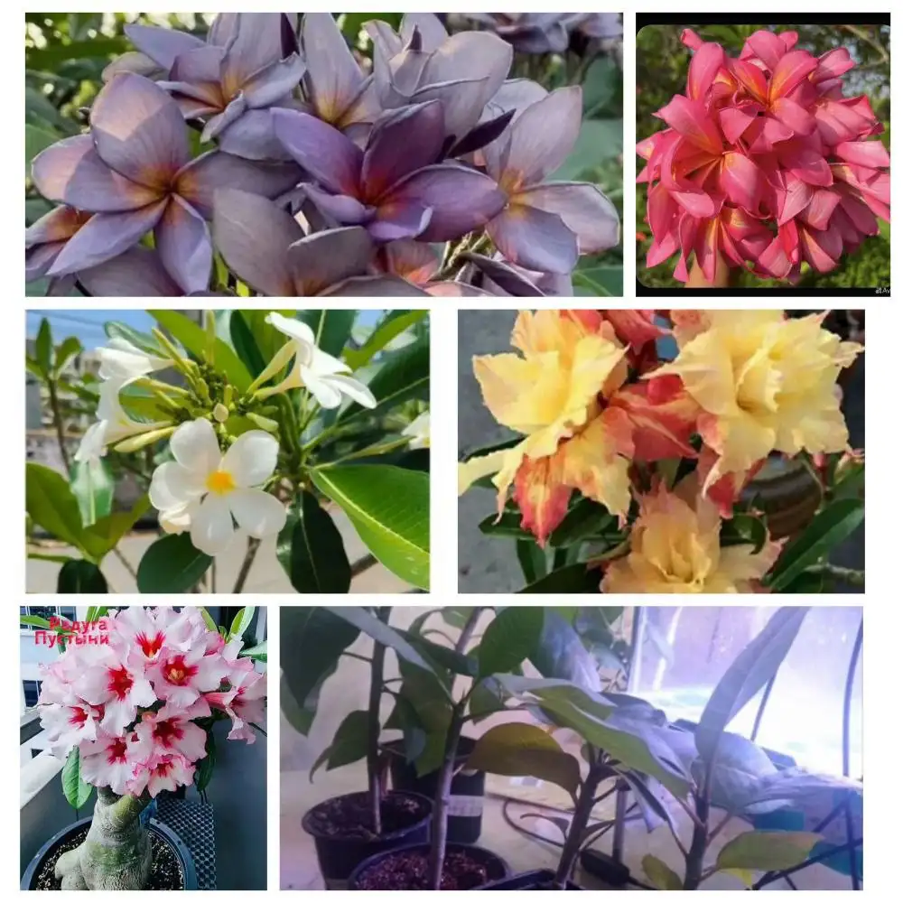 Продажа герани, пеларгонии, плюмерии и адениумов - Растения (Хобби и отдых) в Барнаул