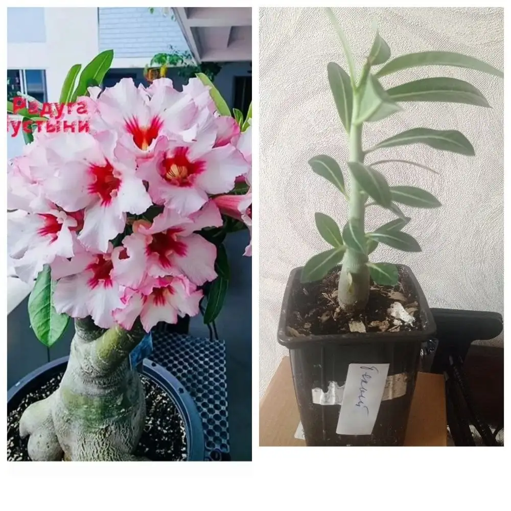 Саженцы и цветущие растения - Растения (Хобби и отдых) в Барнаул