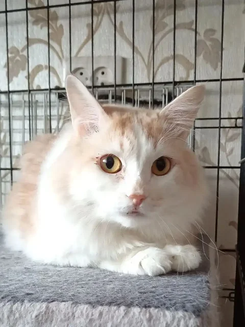 Потерялся кот Патрик - Лошади в Барнаул