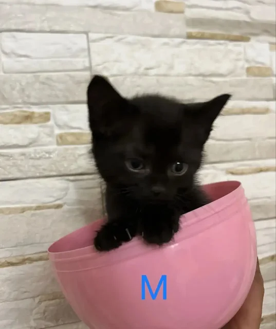 Черные котята с отливом, приучены к лотку - Ветеринарные товары в Барнаул