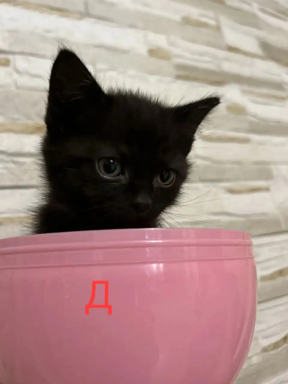 Черные котята с отливом, приучены к лотку - Кошки (Животные) в Барнаул