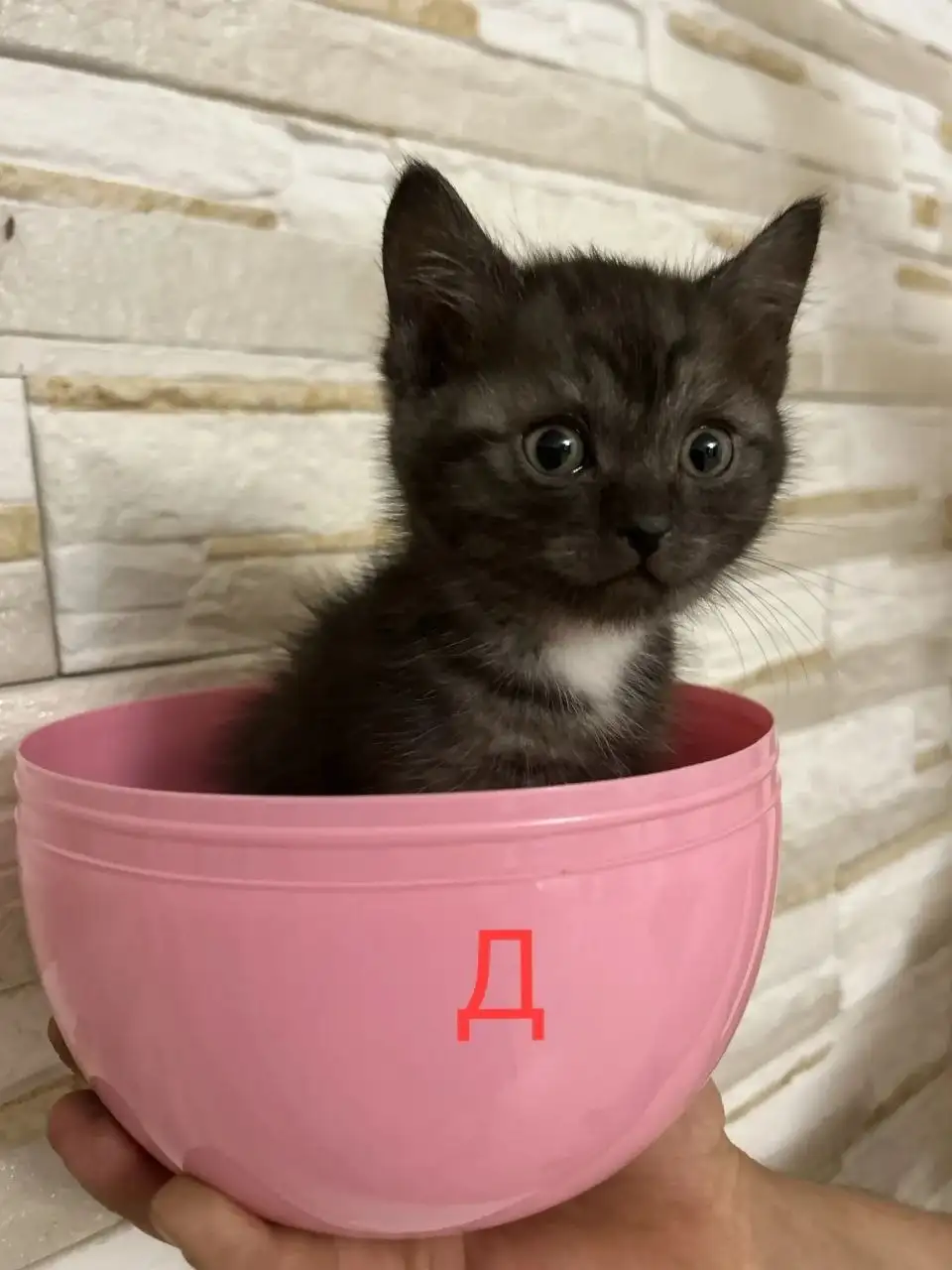 Черные котята с отливом, приучены к лотку - Кошки (Животные) в Барнаул