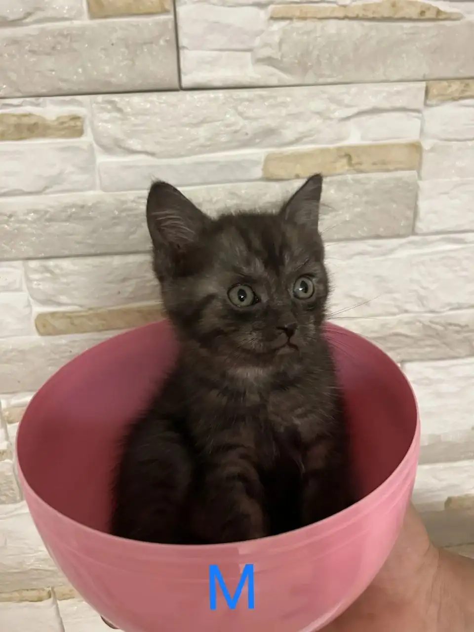 Черные котята с отливом, приучены к лотку - Кошки (Животные) в Барнаул
